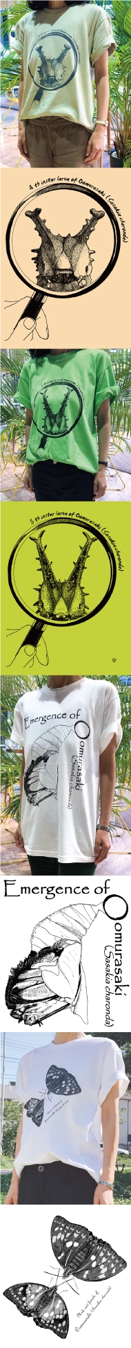 オオムラサキの成長をテーマにした販売用Tシャツ作成