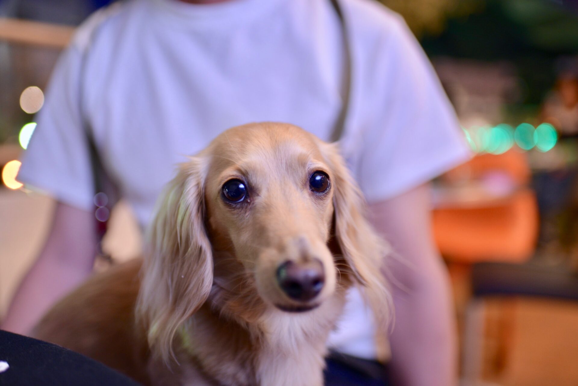 ギタリストのAkiさんの犬