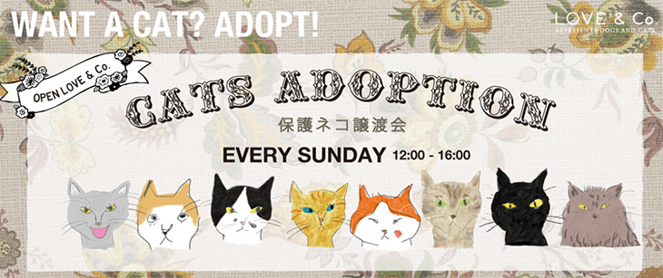 CATS ADOPTION